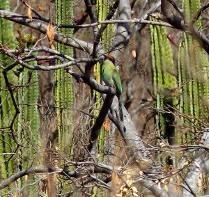 It took a while but we did finally see the Motmot!