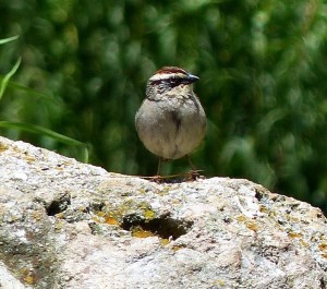 Finally a Striped Sparrow!