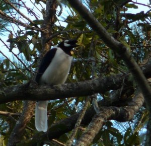 The star of the show! The highly localized Tufted Jay