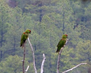 Thick-billed Parrots at Cinco Millas