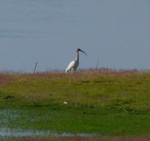 The first White Ibis record for Chihuahua