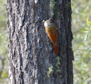 White-striped Woodcreeper