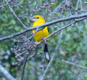 A Yellow Grosbeak