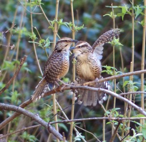 Spotted Wrens in love